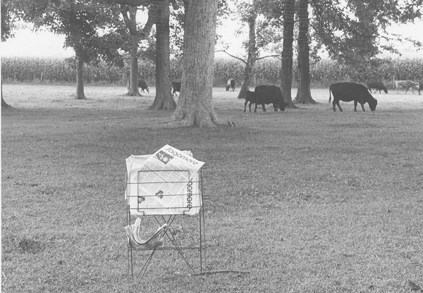 Newspaper rack sits in a park with cows grazing in the background