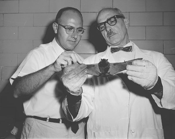 Two men in glasses holding a bat up by its wings